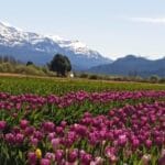 tulipanes