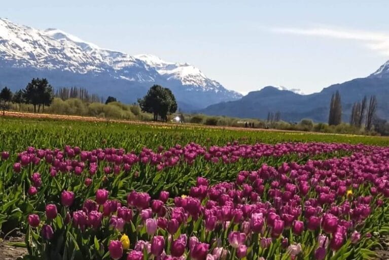 tulipanes